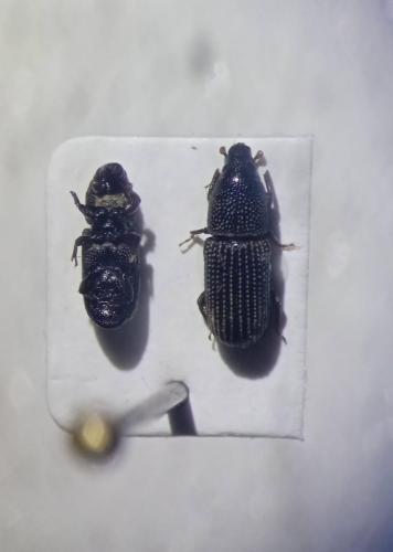 Cossoninae